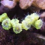 Die Unterwasserwelt Lomboks hält viele unerwartete Schönheiten bereit.