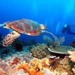 Wunderbare Kreaturen ziehen unter Wasser ihre Bahnen.