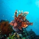 Auch der bekannte Löwenfisch ist in Lombok zu finden.