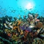 Eine gewaltige Vielfalt and Lebewesen nennt Lombok ihr Zuhause.