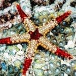 Auch farbenprächtige Seesterne lassen sich unter Wasser erblicken.