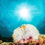 Ein Clownfisch versteckt sich in einer eigentlich giftigen Seeanemone.