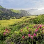 Alpenrosen (Bild: © Lenk Simmental Tourismus - swiss-image.ch/Patrick Aegerter)