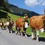 AlpKultur- Alpabfahrt (Bild: © Lenk Simmental Tourismus - swiss-image.ch/Andreas Mueller)